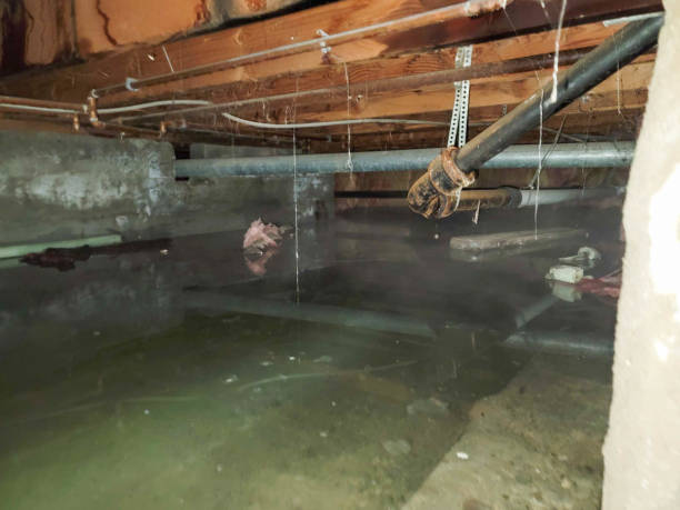 Best Flood damage cleanup  in Mehlville, MO